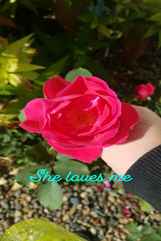 Petals of Affection 🌹