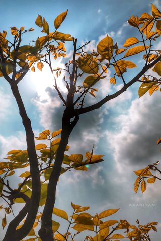 Golden Embrace of Sunshine 🌞🌿