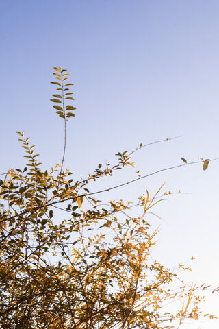 Golden Embrace of Sunlight 🌞🌿