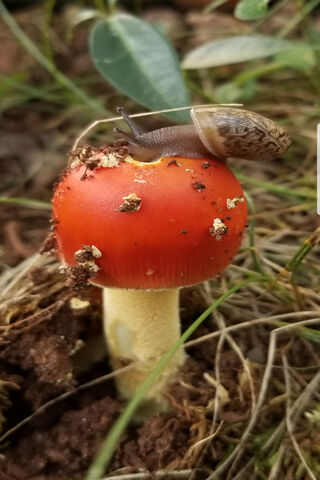 A Gourmet Feast in the Forest 🍄🐌