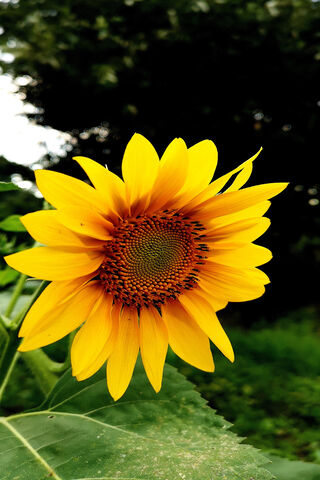 Golden Radiance: The Sunflower's Embrace 🌻✨