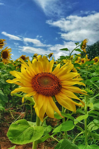 Golden Blooms Under the Sky 🌻☀️