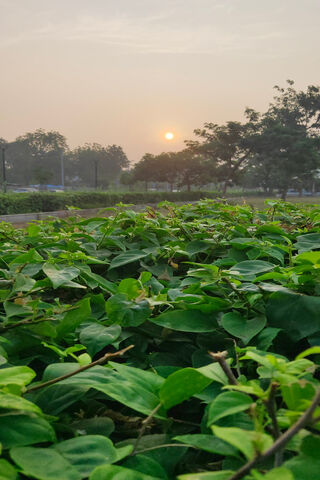 Morning Glow: Nature's Awakening 🌅🌿