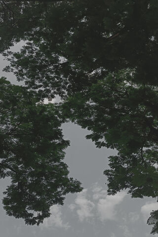 Whispers of Nature: A Canopy of Calm 🌳☁️