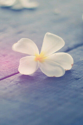 Simple Elegance: A Blooming Beauty 🌸