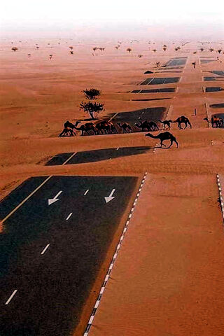 Sahara's Silent Highways: Nature's Embrace
