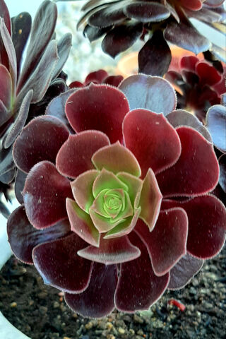 Crimson Beauty: The Alluring Succulent 🌱❤️