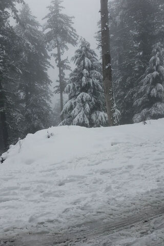 Winter Wonderland: Embrace the Snowy Serenity ❄️🌲