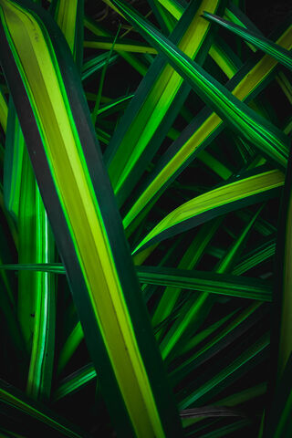 Shady Serenity: Nature's Green Embrace 🌿✨