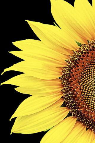 Golden Radiance: The Su..