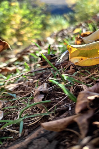 Autumn's Embrace 🍂✨