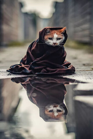 Chilly Whiskers: A Cozy Cat's Reflection
