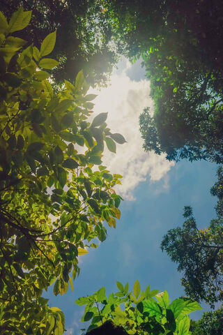 Sunshine Through the Canopy 🌞🌿