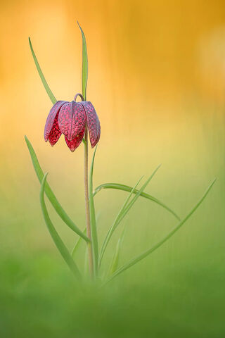 Whispers of Melancholy 🌸