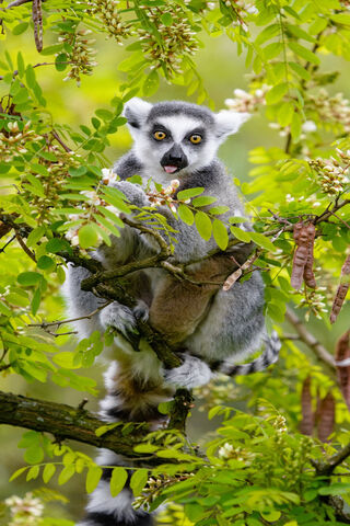 Lemur's Spooky Stare 👀🌿
