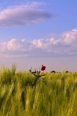Lone Blossom in a Sea of Green 🌾🌹
