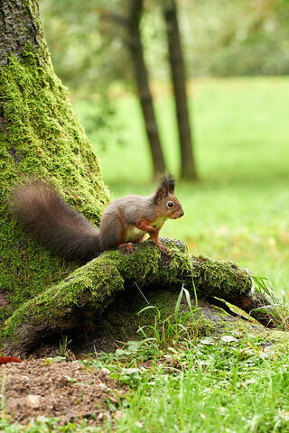Squirrel Shenanigans in the Forest 🌳🐿️