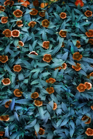 Serenity in Bloom 🌿🌼