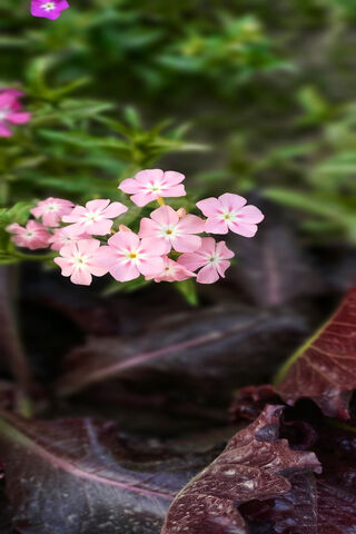 Whispers of Nature's Palette 🌸🍃