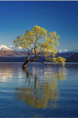 Serenity in Nature: A Tree's Reflection