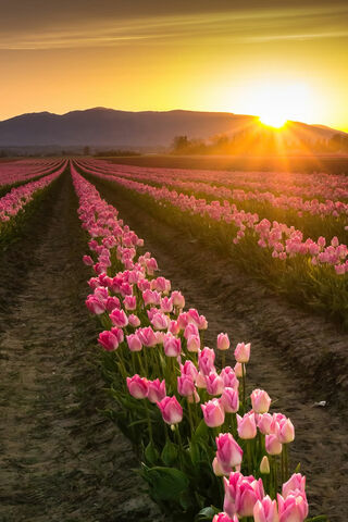 Sunrise Over Tulip Fields 🌷🌅