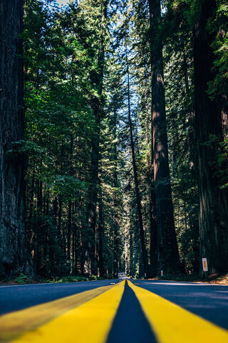 Journey Through the Giants 🌲🚗