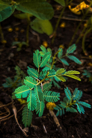 Emerald Wonders: The Golden Plant's Secret