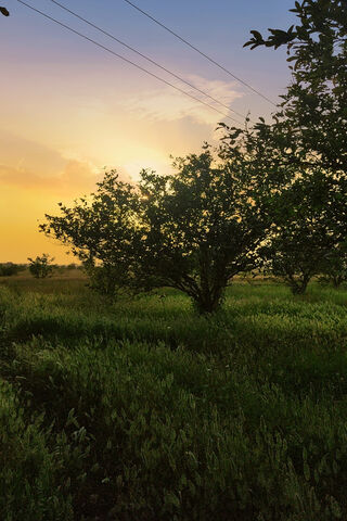Trees Evening