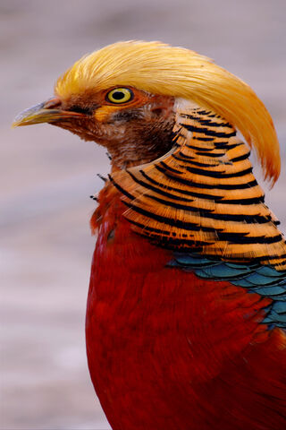 The Crown-Headed Bird