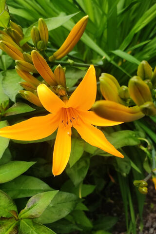 Golden Blooms of the Trout Lily 🌼✨