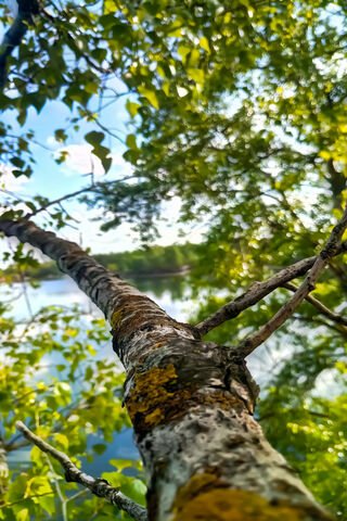 Tree By The Lake