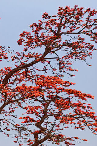 Blazing Beauty: The Tree of Fire 🌳🔥