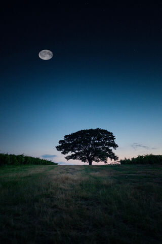 Moonlit Solitude 🌙🌳