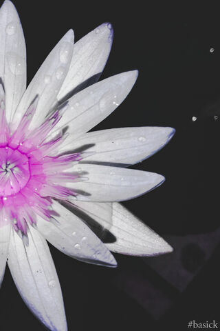 Harmony in Bloom: The Triple Tone Wonder 🌸✨