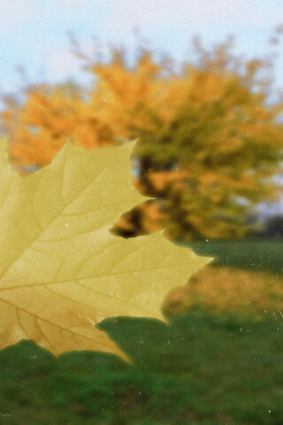 Golden Whispers of Autumn 🍂✨