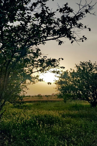 Sunset Serenity: A Glimpse of Village Life 🌅🌳