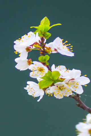 Whispers of Spring: The Petal's Dance 🌸