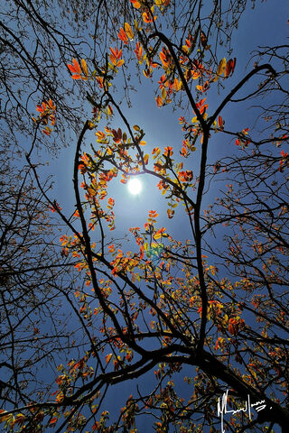 Walnut Tree Leaves