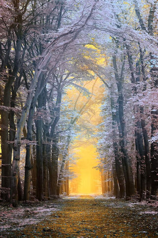 White Trees