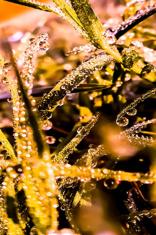 Morning Dew Magic 🌿✨