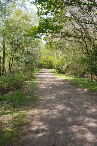 Nature's Pathway: A Woodland Escape 🌳✨
