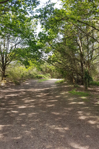 Tranquil Pathways of Woodland Peace 🌳✨