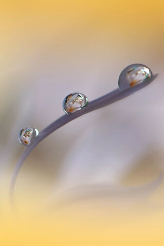 Water Drops