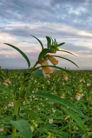 Nature's Canvas: A Dance of Weather and Blooms 🌼☁️