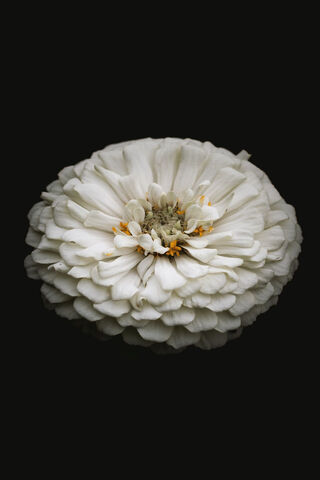 Elegance in Bloom: The White Flower