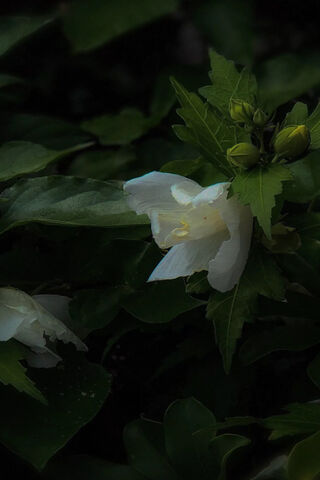 Whispers of Elegance: The Enchantment of White Flowers 🌼✨