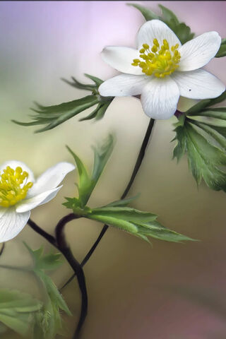 Whispers of Spring: The Elegance of White Flowers 🌼✨