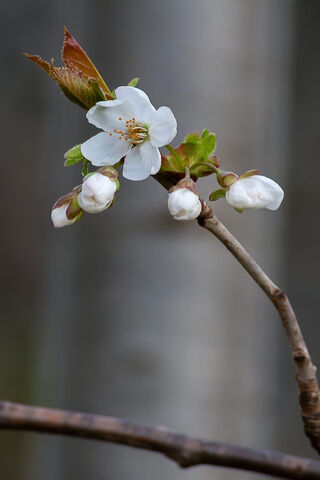 Blossoms of Renewal 🌸