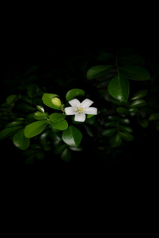 Whispers of Serenity: The White Flower 🌼✨