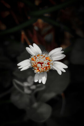 White Flower